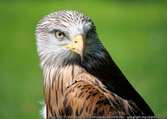 Close up with a red kite