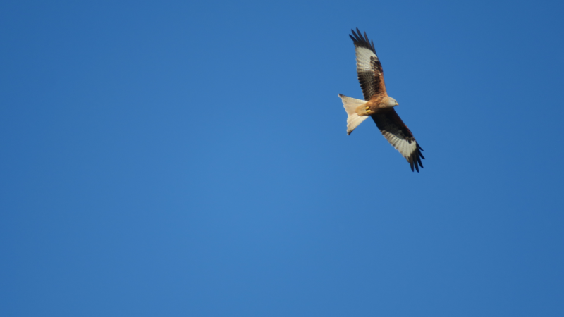 A red kite soars across the blue sky