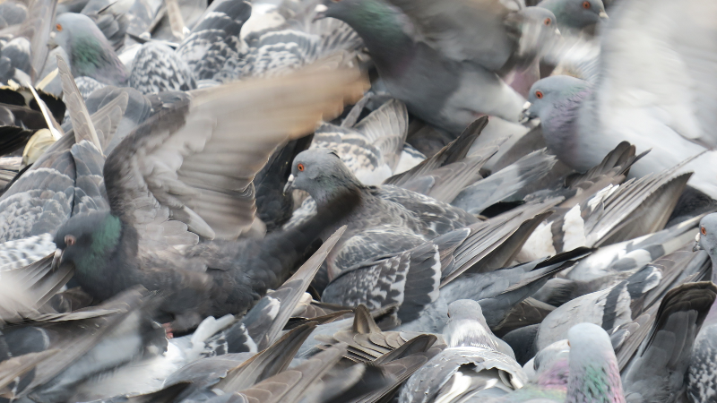 A pigeon flock scrambles for a crumb