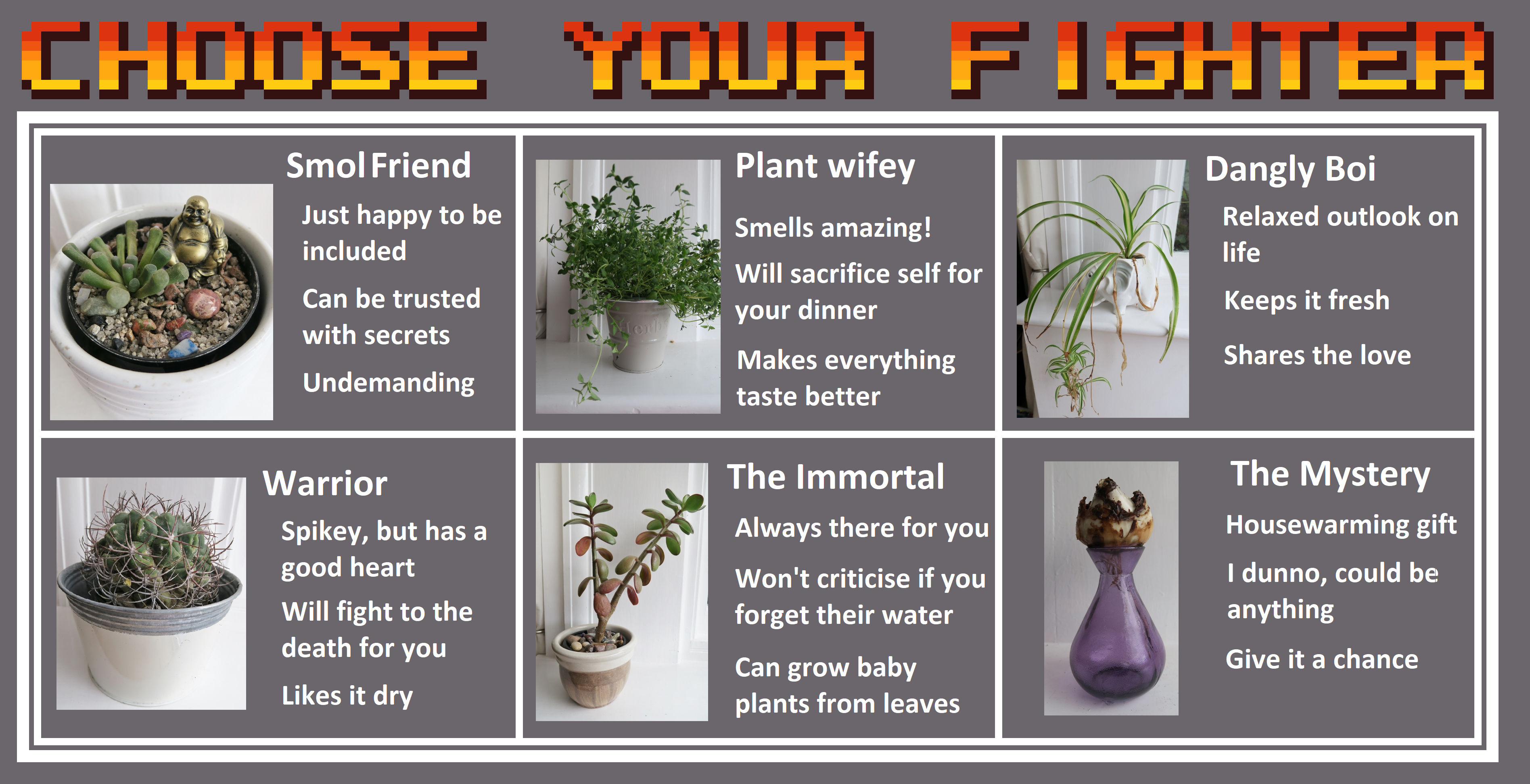 Which houseplant is right for you?