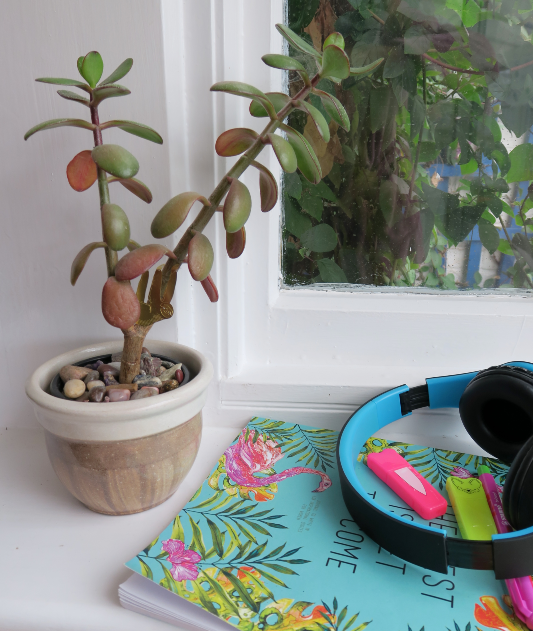 A houseplant can add character and life to your study room