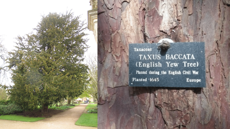 The 375 year old yew tree at Oxford Botanic garden