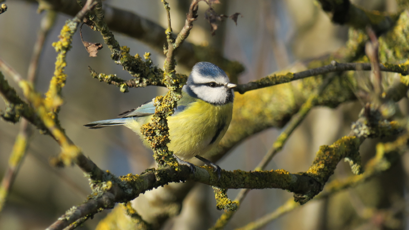 Blue tits are a common bird and delightful to watch