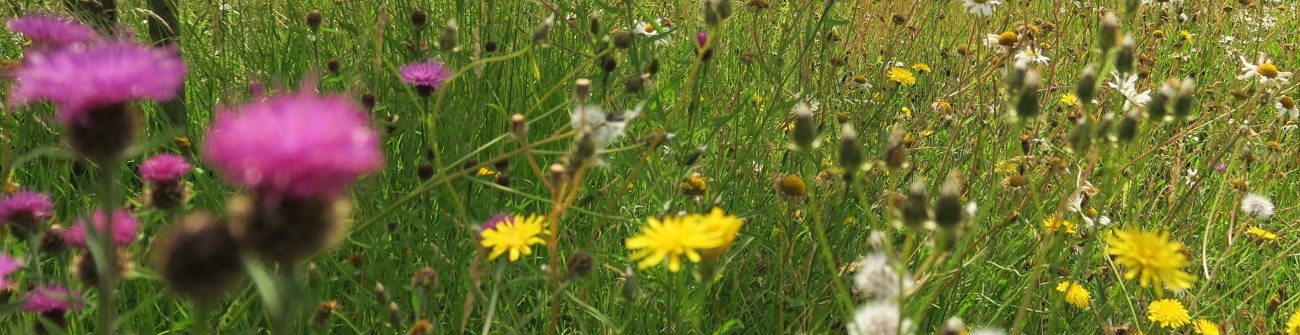 Stop and smell the flowers
