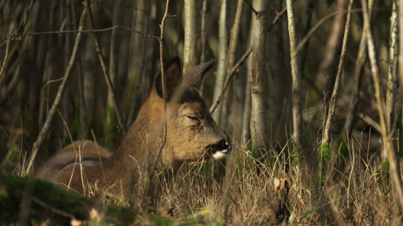 A deer rests in the forest