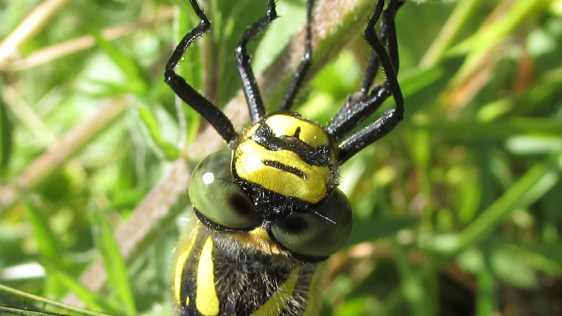 Close up with a dragonfly