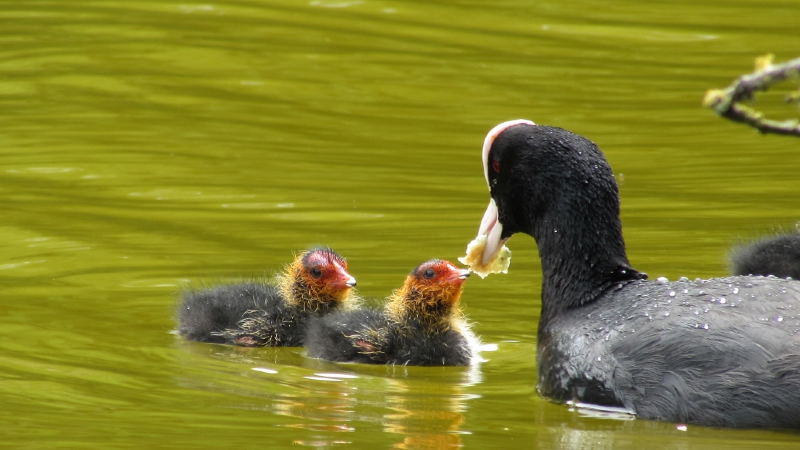 A coot feeding cute cootlings
