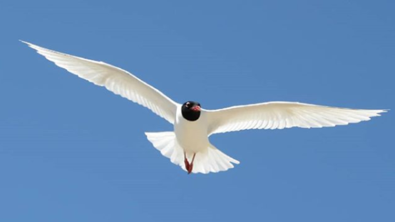 A gull floats against a summer sky