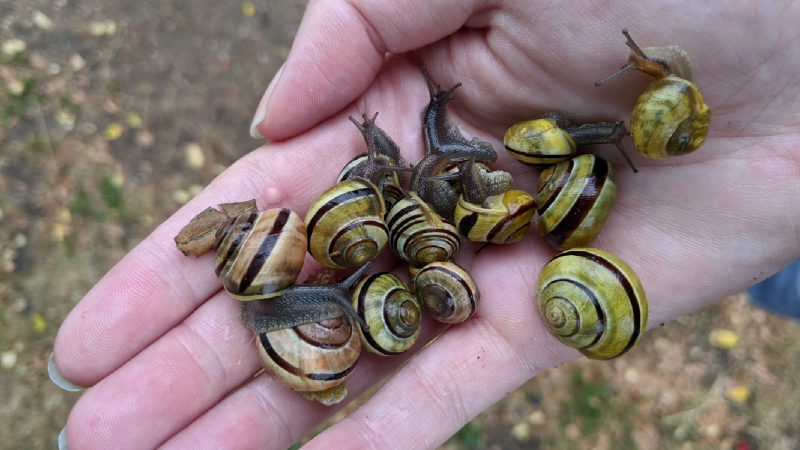 A handful of snails rescued!