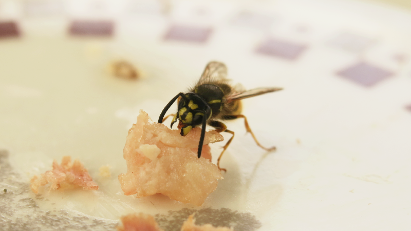 Sharing lunch with a wasp