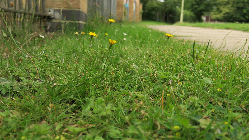 Weeds along the roadside